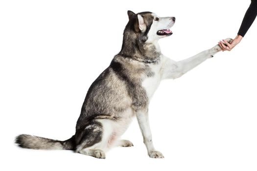 Alaskan Malamute sitting in front of white background. The dog performs a command. Give paw