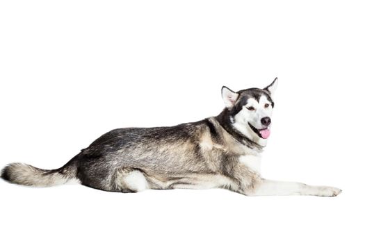 Alaskan Malamute sitting in front of white background. Dog lying on the floor