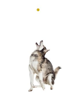 Alaskan Malamute sitting in front of white background. The dog performs a command. Dog catches the ball