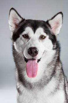 Portrait of siberian husky on gray background. Adult dog looking at the camera