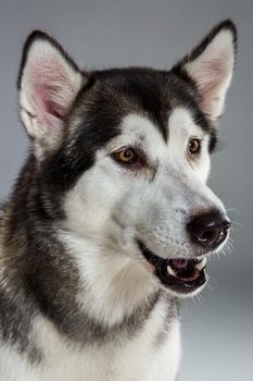 Portrait of siberian husky on gray background. Adult dog