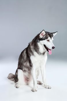 Alaskan Malamute sitting on the floor, sticking the tongue out, on gray background. Husky