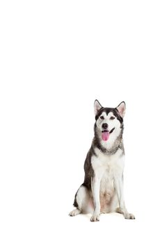 Alaskan Malamute sitting in front of white background. Dog sitting and looking at the camera