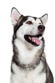 Portrait Alaskan Malamute, isolated on white. Close-up. Beautiful dog