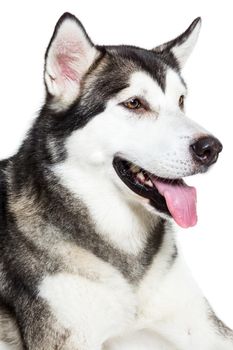 Portrait Alaskan Malamute, isolated on white. Close-up. Beautiful dog