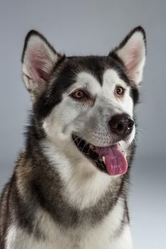 Portrait of siberian husky on gray background. Adult dog