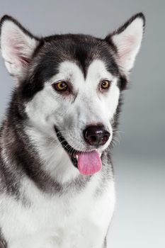 Portrait of siberian husky on gray background. Adult dog