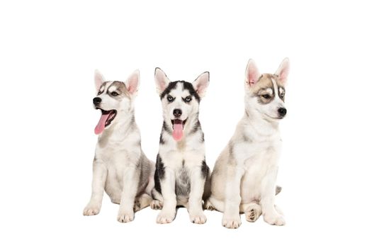 Group of happy siberian husky puppies on white background. Dog. Copy space
