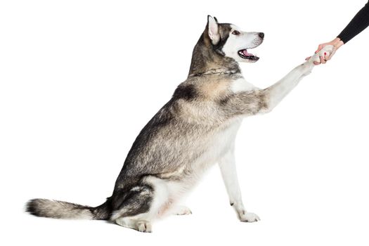 Alaskan Malamute sitting in front of white background. The dog performs a command. Give paw