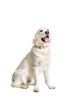 Labrador Retriever on a white background. Labrador sitting. The dog is not looking at the camera