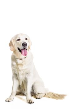 Labrador Retriever on a white background. Labrador sitting. The dog is not looking at the camera