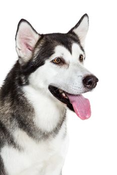 Portrait Alaskan Malamute, isolated on white. Close-up. Beautiful dog