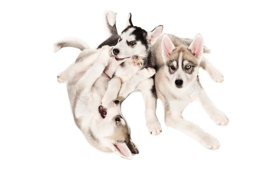 Group of happy siberian husky puppies on white background. Dog. Copy space