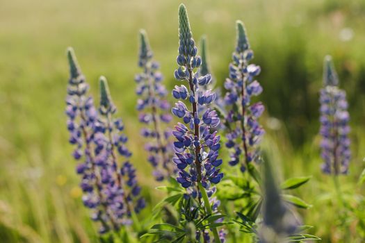 Summer wild flowers lupine in meadow at sunset or sunrise. Purple flowers lupinus, lupin, lupine. Summer flower background.