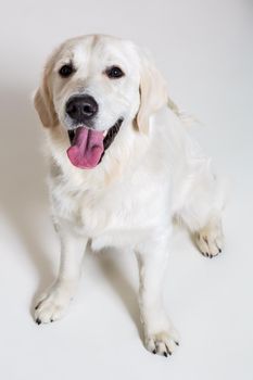 Labrador Retriever on white background. Labrador sitting. The dog is looking at the camera