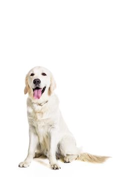 Labrador Retriever on white background. Labrador sitting. The dog is looking at the camera