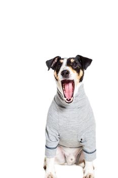 Portrait of a purebred smooth fox terrier of white background. Dog clothes. Dog sitting