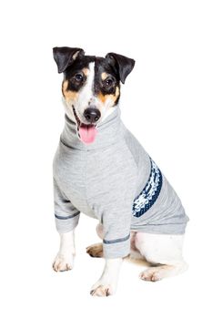 Fox terrier posing in studio on white background. Terrier dressed in a gray suit small. isolated