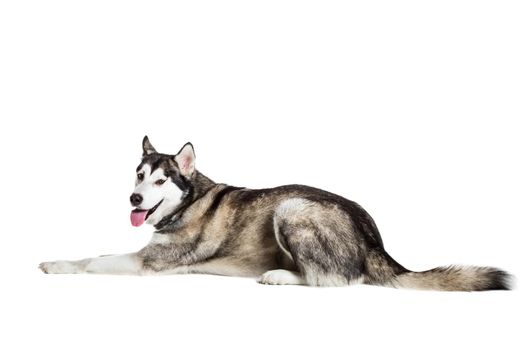 Alaskan Malamute sitting in front of white background. Dog lying on the floor