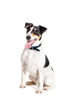 Fox terrier posing in studio on white background. Terrier in a blue collar. isolated