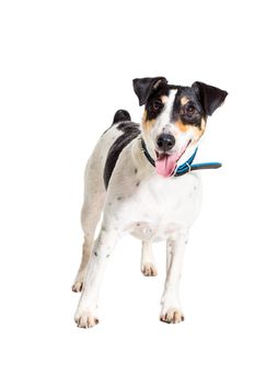 Fox terrier posing in studio on white background. Terrier in a blue collar. isolated