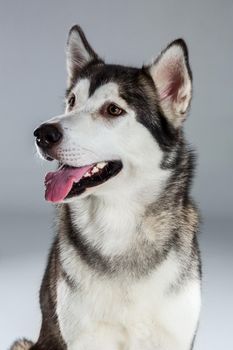 Portrait of siberian husky on gray background. Adult dog