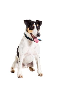 Fox terrier posing in studio on grey background. Terrier in a blue collar. isolated