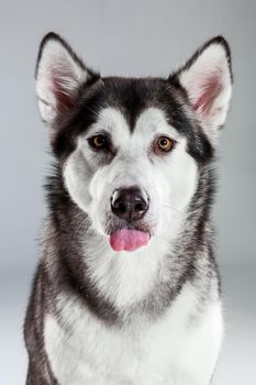 Portrait of siberian husky on gray background. Adult dog looking at the camera