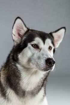 Portrait of siberian husky on gray background. Adult dog