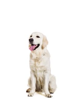 Labrador Retriever on a white background. Labrador sitting. The dog is not looking at the camera