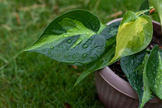 Philodendron hederaceum variegated heart leaf closeup