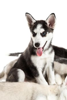 Cute Siberian husky puppies on white background. Puppies are tired and sleeping