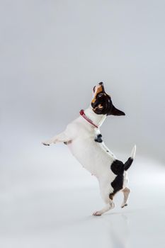 Fox terrier posing in studio on grey background. Terrier in a blue collar. Dog jumping in the studio