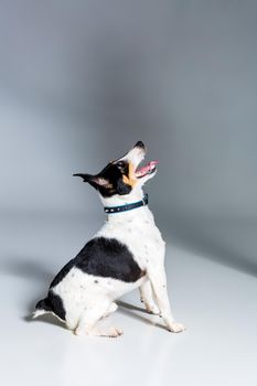 Fox terrier posing in studio on grey background. Terrier in a blue collar