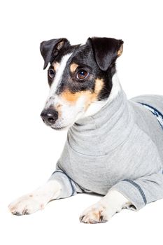 Portrait of a purebred smooth fox terrier of white background. Dog clothes. Close-up. Dog lies