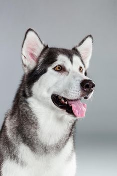 Portrait of siberian husky on gray background. Adult dog