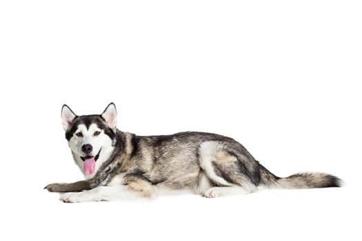 Alaskan Malamute sitting in front of white background. Dog lying on the floor and looking at the camera