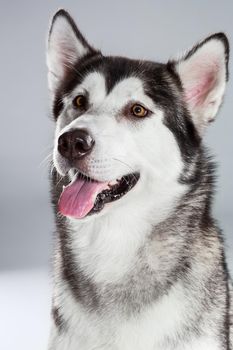 Portrait of siberian husky on gray background. Adult dog