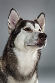 Portrait of siberian husky on gray background. Adult dog