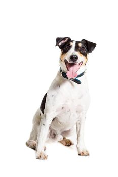 Fox terrier posing in studio on white background. Terrier in a blue collar. isolated