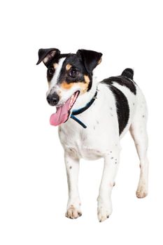 Fox terrier posing in studio on white background. Terrier in a blue collar. isolated