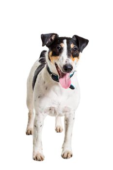 Fox terrier posing in studio on grey background. Terrier in a blue collar. isolated