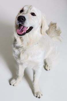 Labrador Retriever on white background. Labrador sitting. The dog is looking at the camera