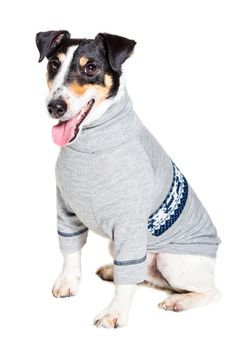 Fox terrier posing in studio on white background. Terrier dressed in a gray suit small. isolated