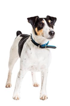 Fox terrier posing in studio on white background. Terrier in a blue collar. isolated