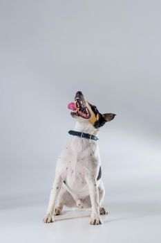 Fox terrier posing in studio on grey background. Terrier in a blue collar