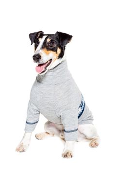 Fox terrier posing in studio on grey background. Terrier dressed in a gray suit small. isolated