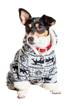 Jack Russell Terrier, isolated on white. Dog clothes. Dog sitting