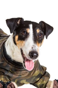 Portrait of a purebred smooth fox terrier of white background. Dog clothes. Close-up