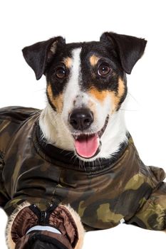 Portrait of a purebred smooth fox terrier of white background. Dog clothes. Close-up